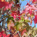 Ambrovník styraxový (Liquidambar styraciflua) ´GUMBALL´- výška 250-300 cm, kont.C55L - TVAROVANÝ TROJKMEŇ